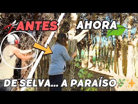 Por fin este RINCÓN vuelve a tener VIDA 🌿 Vlog265