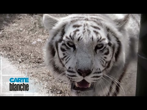 [FROM THE ARCHIVES] There's a tiger in my backyard! | Carte Blanche | M-Net