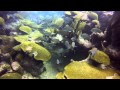 Diving Bermuda