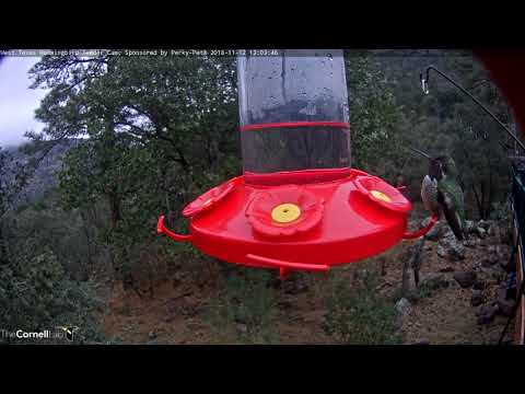 Male Anna's Hummingbird Sips Nectar In Chilly West Texas – Nov. 12, 2018