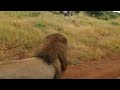 Four Male Lions Battle For Territory