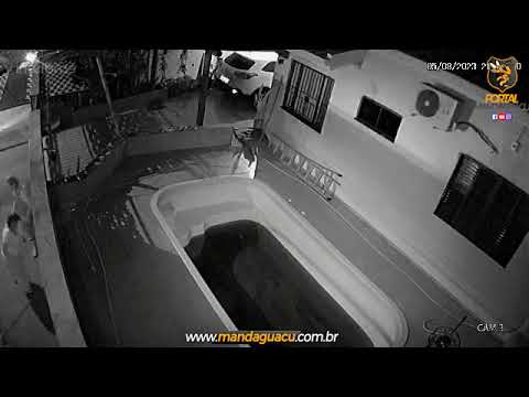 Corpo de Bombeiros de Maringá resgata Quati em Mandaguaçu: Uma operação divertida para devolver o aventureiro à sua turma