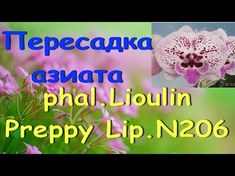 Корни и пересадка орхидеи ph.Preppy Lip (БигЛип).Орхидеи "азиаты".