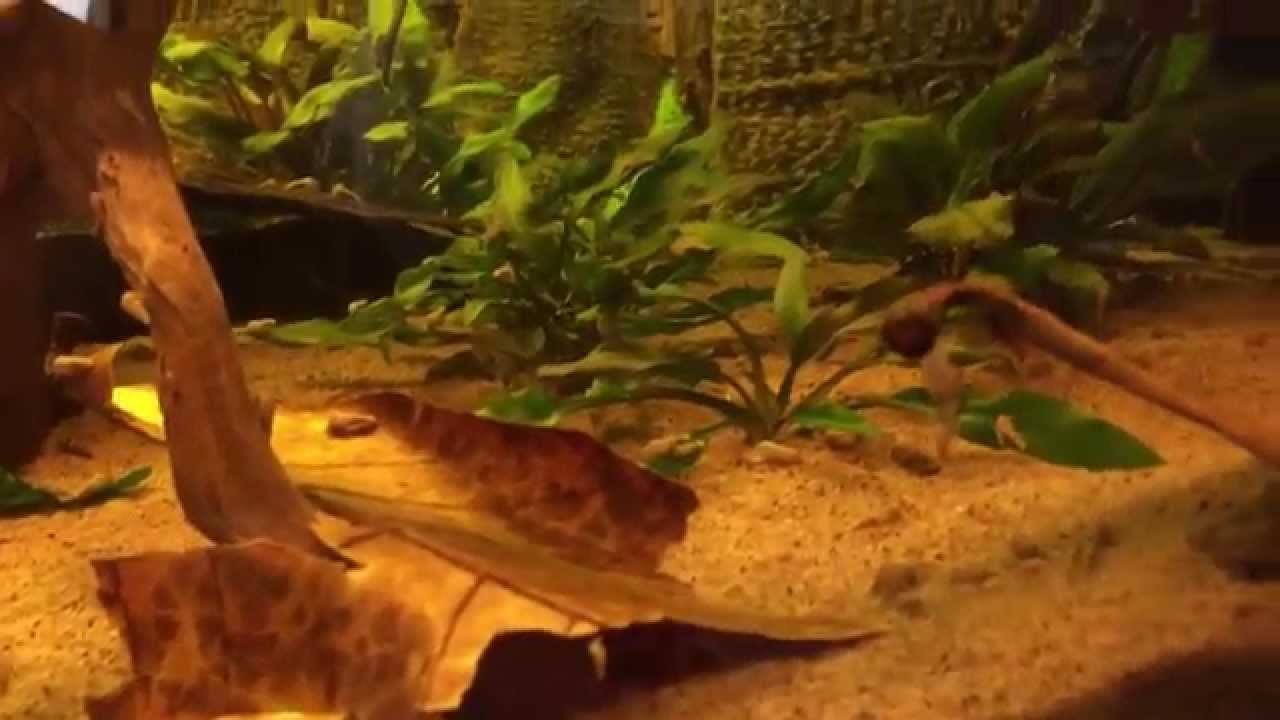 Using Indian Almond Leaves in Your Aquarium (Guide)