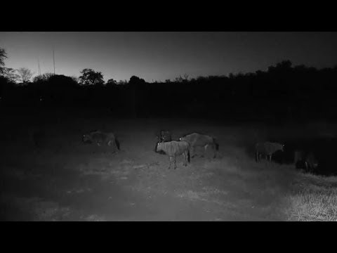 Djuma: Wildebeests get drink at pan - 17:55 - 06/10/19