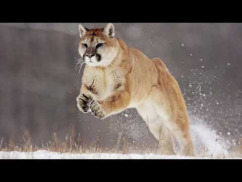 Halsey - Without Me (B2B Psytrance Remix)