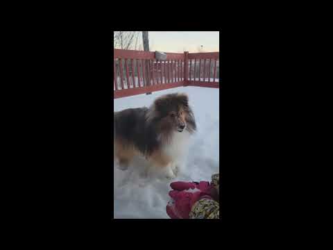 SHELTIE PLAYING WITH BABY 2 FIVE YEARS LATER
