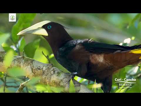 Oropéndola Cabecicastaña / Psarocolius wagleri (Reserva Curi Cancha, Monteverde)