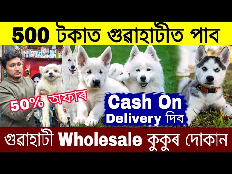 dog market in guwahati | মাত্ৰ ৫০০ টকাত কিনক dog | wholesale pet market in guwahati