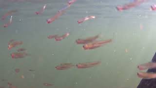 #meu primeiro video, Natureza_1