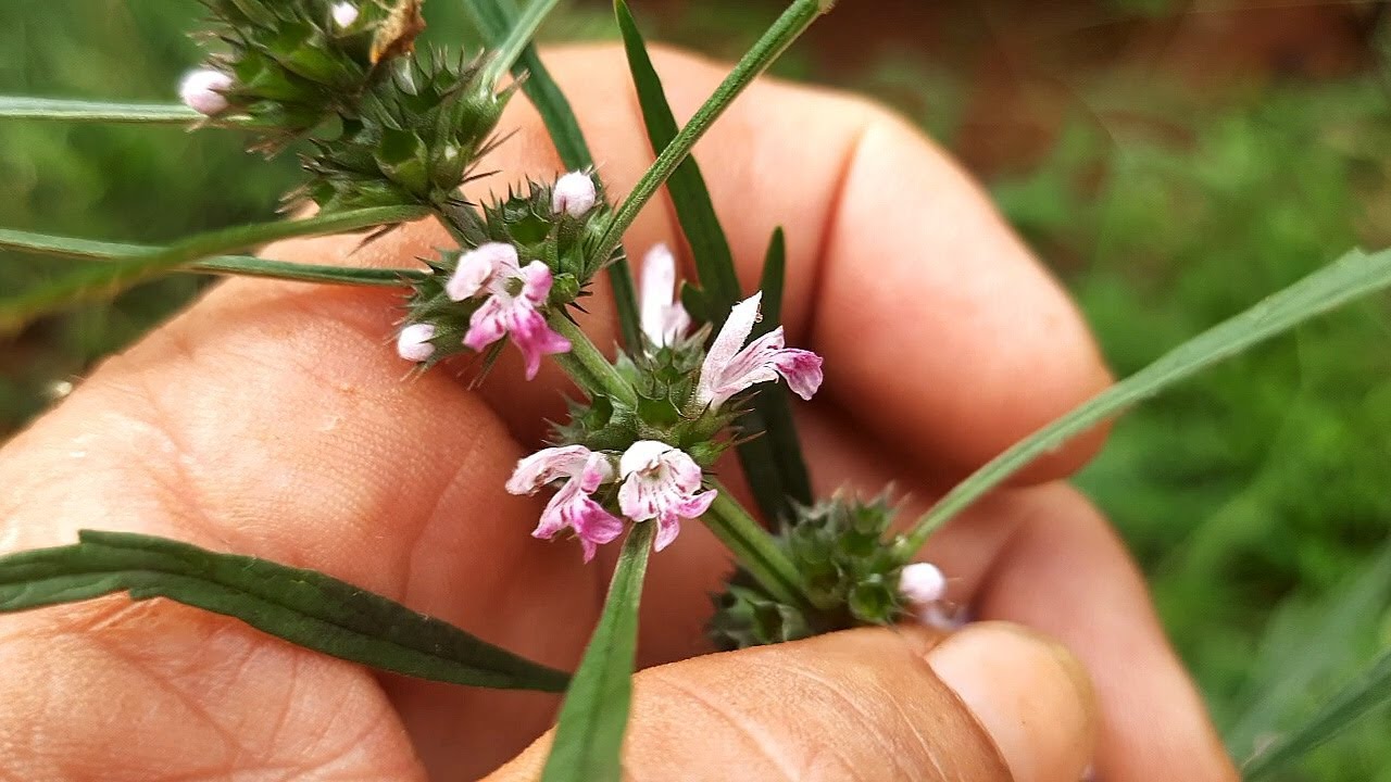 MANÉ TURÉ  A 2000 ANOS CURANDO  MAIS DE 40 ENFERMIDADES