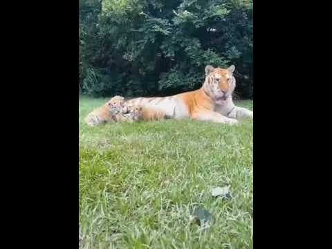 Top 10 tiger hashtags · #tiger - 56% · #wildlife - 7% · #animals - 5% · #nature - 5% ·