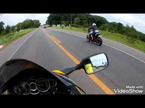 Cafezinho da manhã de hayabusa no wood Garden