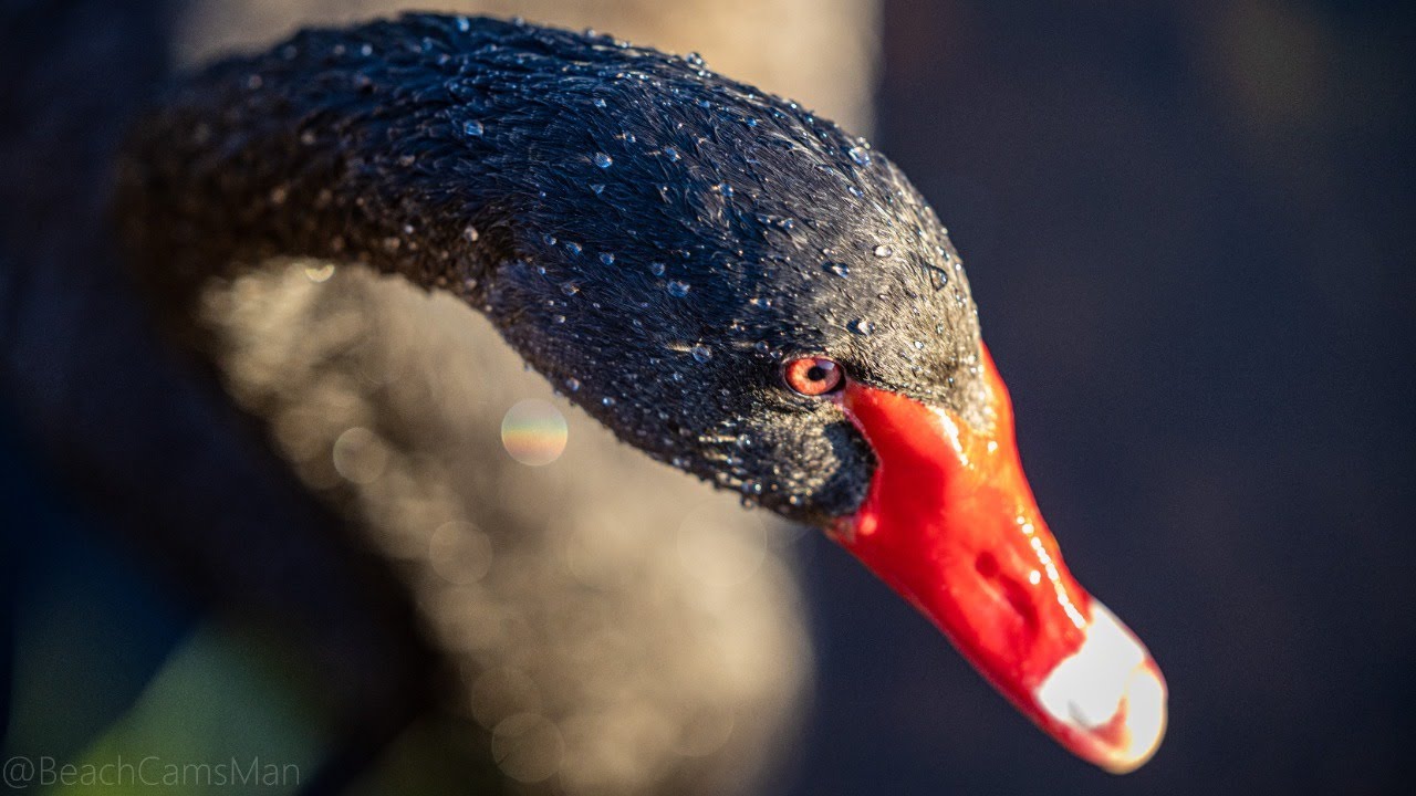 Live webcam view of Black Swan Cam, Dawlish Water