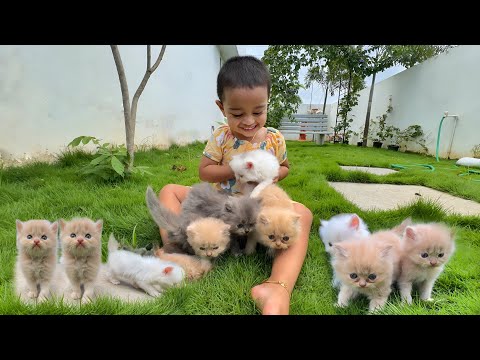 NIKKI’s GRAND CHILDs.. in DANGER..‼️😸