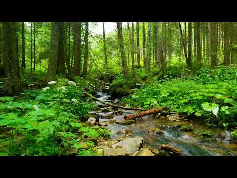 💧🌿 Sunet de apă curgătoare și păsări cântând (relaxare, somn, meditație)! 🌿💧