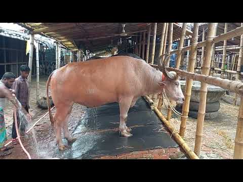 American Ranchers Raise 30,1 Million Beef Cattle This Way - American Cow Farm / caw farm