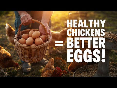 Chicken Feeding Secrets: Healthier Birds, Better Eggs!