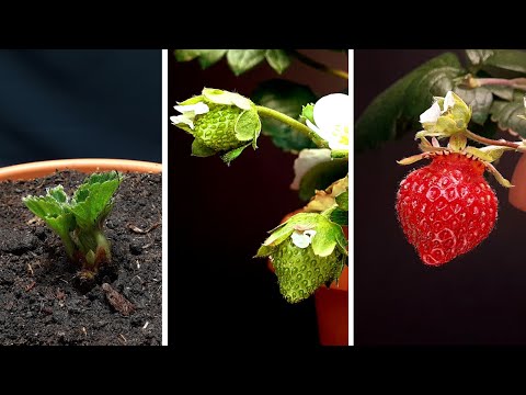 Strawbery growing time lapse - from frozen seedling