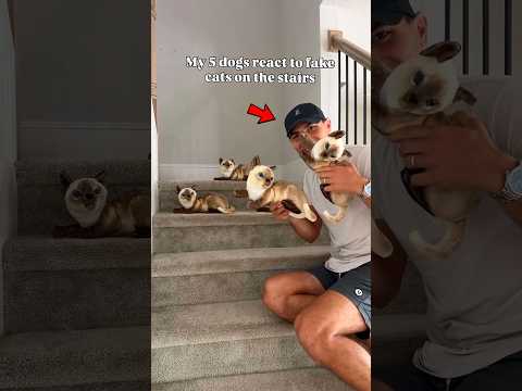 These dogs Are Literally Feared❤️😱 #shorts