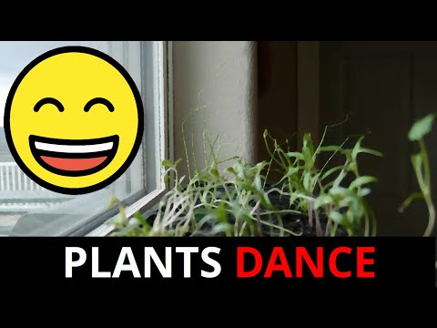 Plants following the light