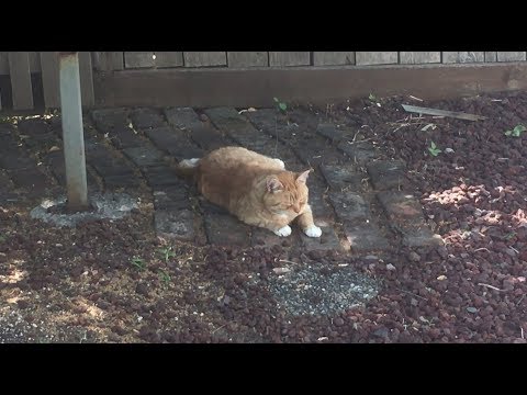 M3FC 0335 How a feral cat keeps cool on a hot summer day