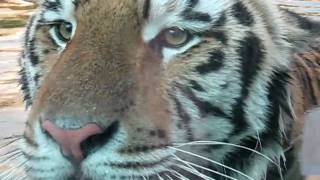 preview picture of video 'LSU Mascot Mike The Tiger aka Roscoe in action'