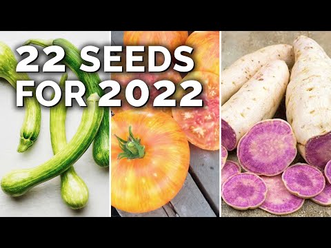 How to Transplant Seedlings My High Density Method