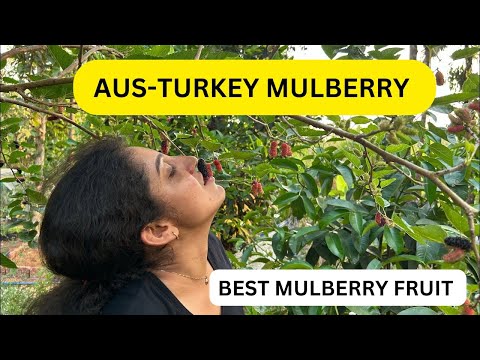 Aus Turkey Mulberry Very sweet very juicy