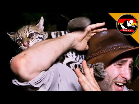 Der ANGRIFF von einem OZELOT! Auf Spurensuche in Costa Rica | Brave Wilderness Deutsch