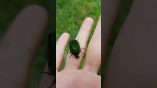 June Bug Baby 🥰 #insect#Junebug#summer#adventure#shorts