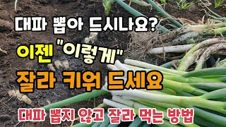 대파는 다년생 작물로 아직도 뽑아 드시나요? 이젠 대파 이렇게 뿌리만 남기고 잘라 키워드세요 평생 공짜로 대…