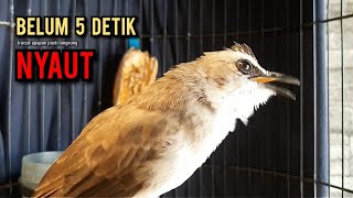 Download lagu trucukan gacor TARUNG ROPEL PANJANG pancingan trucukan agar bunyi jadikan burung trucuk gacor EMOSI mp3