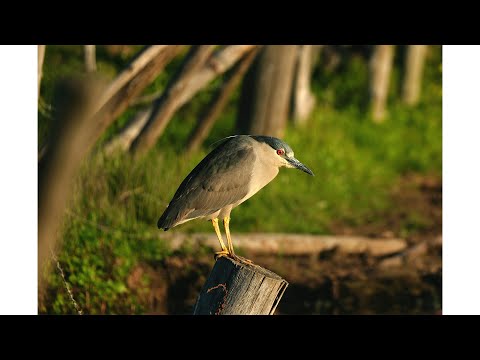 Huairavo o Garza nocturna // Puchuncaví - Valparaíso.