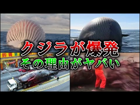 クジラの爆発について詳しく解説