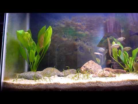 Listovec amazonský (Monocirrhus polyacanthus) — video o chove a starostlivosti