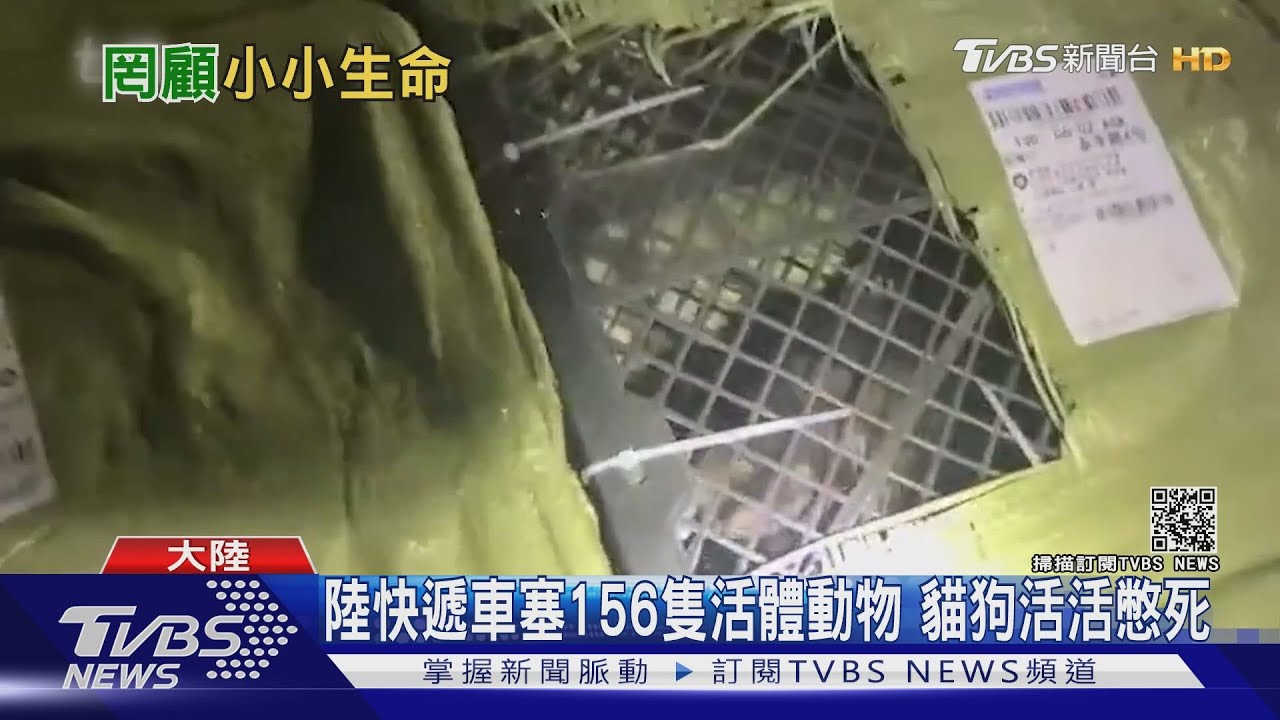 陸電商賣活體「寵物盲盒」 挨批背離人性的帶血生意