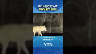 '늑구' 드디어 발견했는데... #shorts / YTN