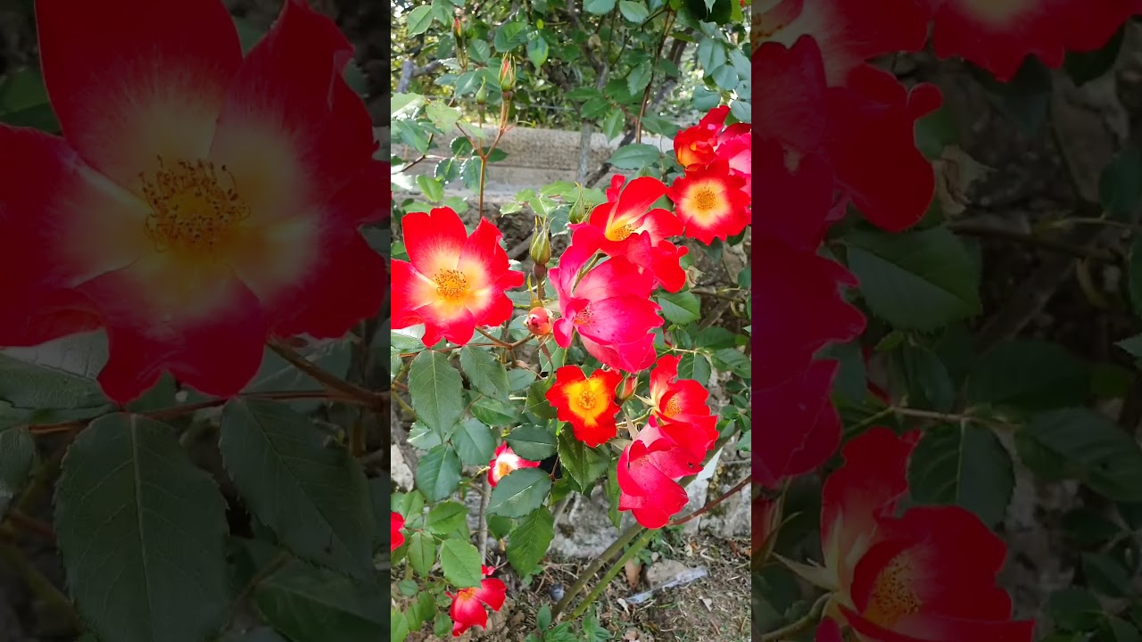 YouTube Short thumbnail