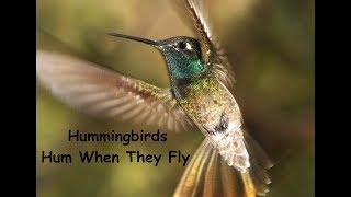 Hummingbirds Hum When They Fly 🎶 Kids Hummingbird Song 🎶 Kids Animal Song 🎶 Children Love to Sing