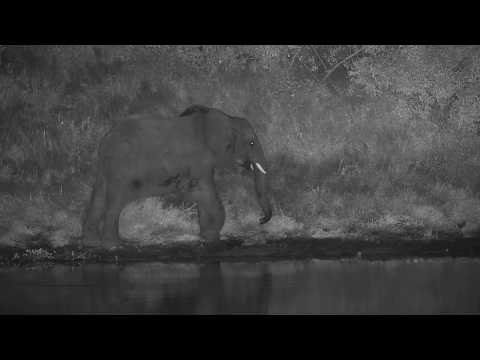 Djuma: Elephants come for night time drink - 22:04 - 04/21/20