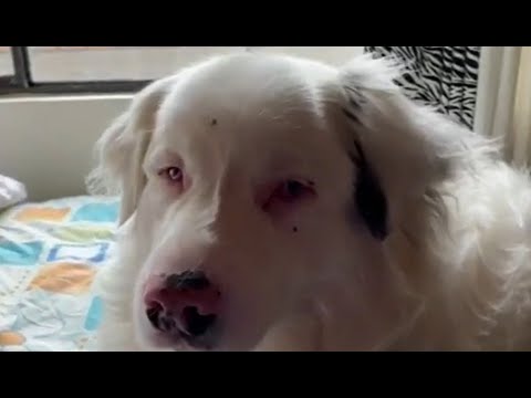 “No sabía que mi perro era albino”: abecé sobre una rara condición que presentan algunas mascotas