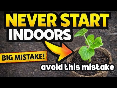 Avoid These Seeds for Indoor Starting (Gardening Error)