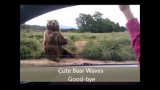 Bear Waves Good-Bye