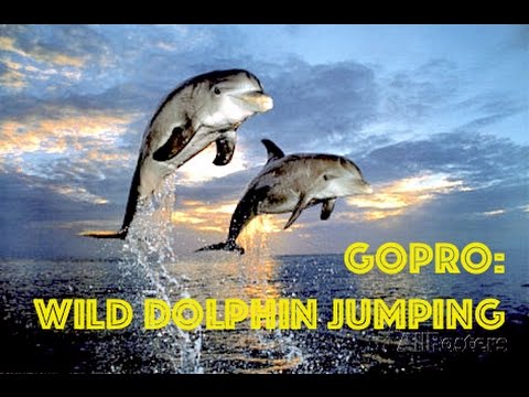 iSaw A3 Extreme HD | ♥♥ Dolphin Jumping, Kiss Camera HD Video in Thailand by Freedom Divers Phuket