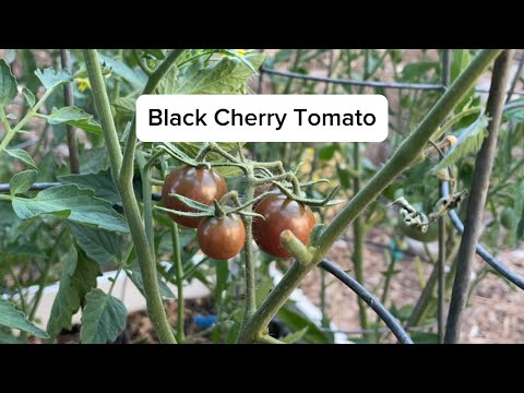 Black Cherry Tomato | One of the BEST Cherry Tomatoes to Grow!