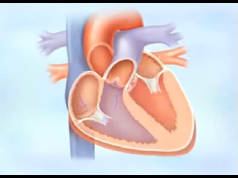 How a Healthy Heart Pumps Blood