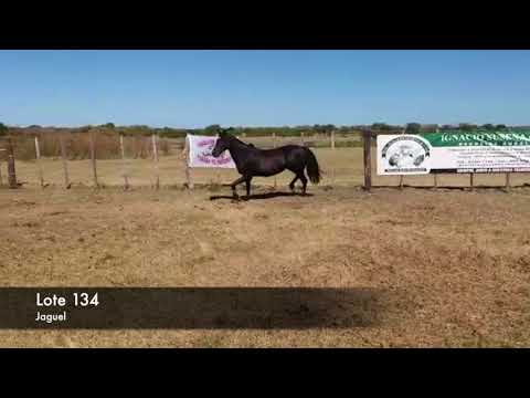 Lote Jaguel 10/2014