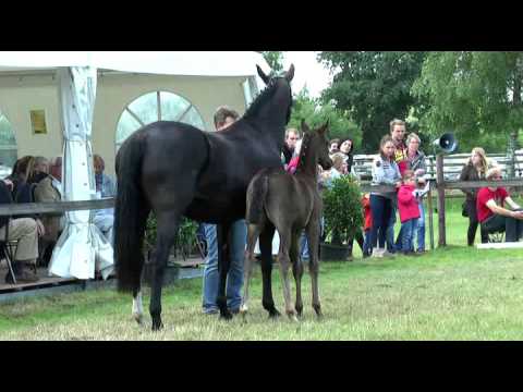 Sudweyher Fohlenschau 2016 - Kat.-Nr. 50