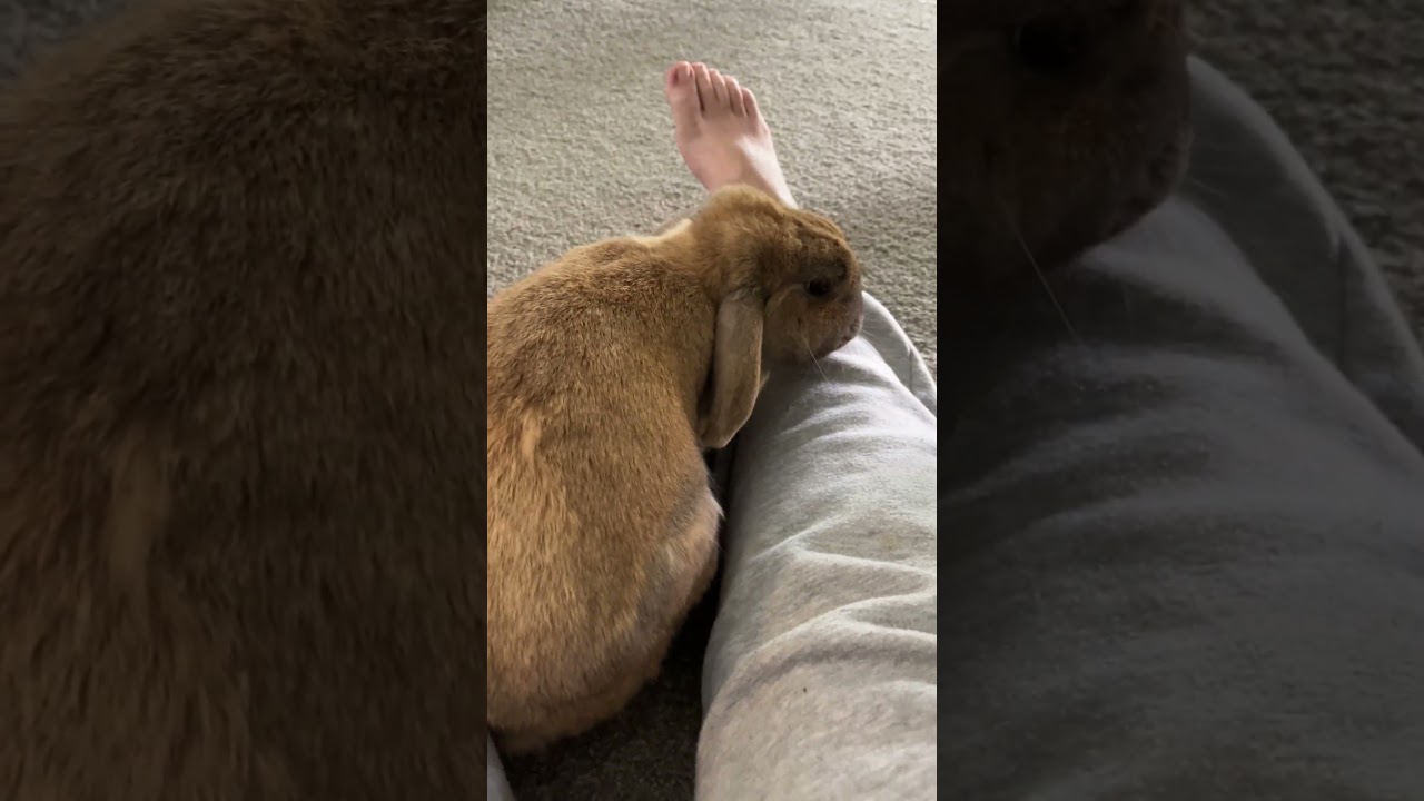 Bunny Love #bunny #pets #shorts #cute